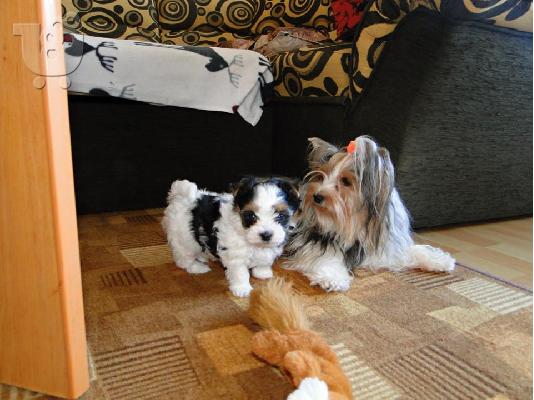 2 χαριτωμένο biewer yorkshire Terrier (αρσενικό και θηλυκό)